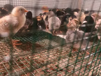 Chickens — 1-rasm