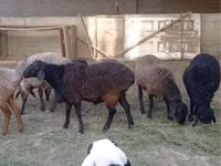 मेढ़ा, Rhon sheep — फ़ोटो 1