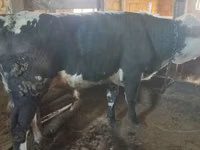 母牛, Latvian Blue cattle — 照片 1