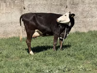 Cow, Cattle — photo 5