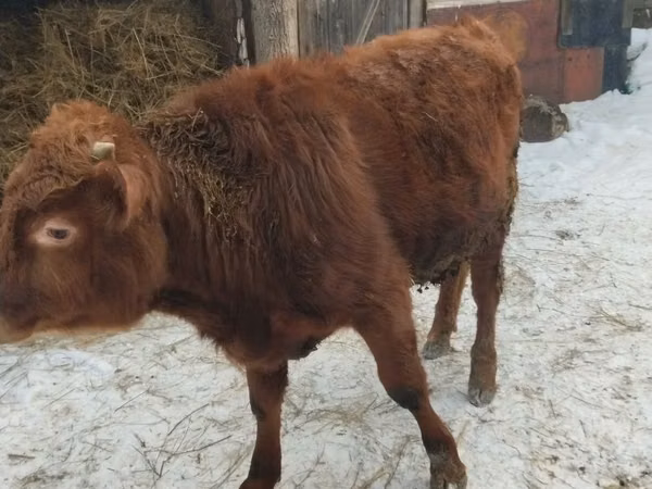 公牛, Cattle — 哈萨克斯坦