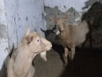 Ешкі, Ешкілер — 5-сурет