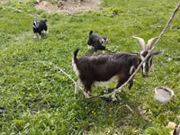 Goat, Goats — photo 2