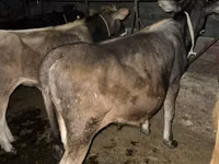 Бұқа, Swiss cattle — 6-сурет