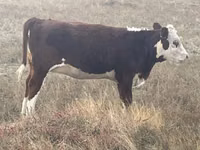 Vaca, Vaca kazaja de cabeza blanca — foto 7