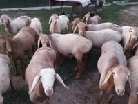 Qoʻchqor, Rhon sheep — 5-rasm