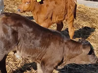 Rinder (Partie, Geschlecht nicht angegeben), Simmental cattle — Foto 5