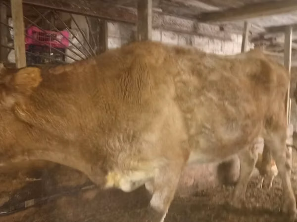 गाय, Latvian Blue cattle — कज़ाखस्तान