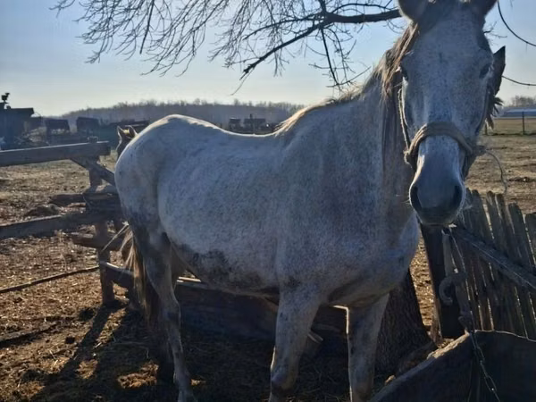 Stute, Kazakh horse