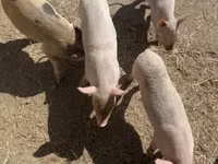 Schweine (Partie, Geschlecht nicht angegeben) — Foto 2