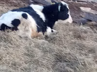 公牛, Holstein breed — 照片 2