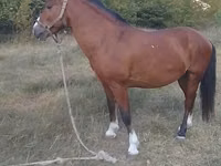 Hengst, Karabakh horse — Foto 2