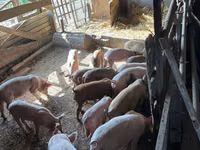 Eber, Schweine — Foto 3
