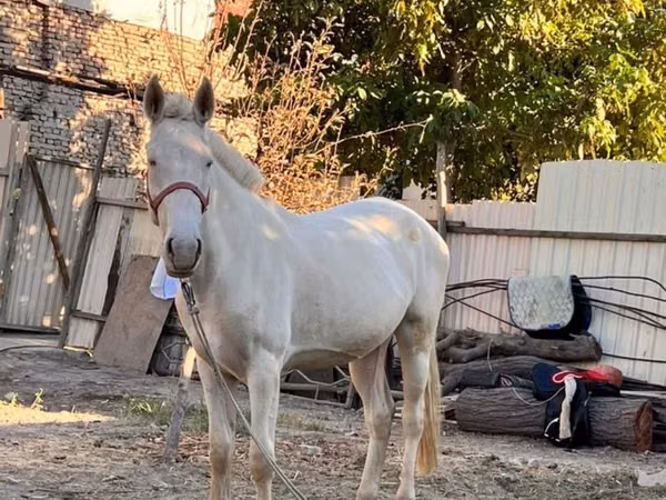 Stute, Akhal-Teke