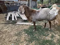 Sheep, Sheep — photo 3