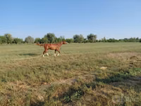 Hengst, Akhal-Teke — Foto 1