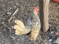 Chickens — Foto 2