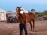 Hengst, Arabian horse — Foto 5