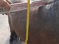 حصان, Shetland Pony — الصورة 1