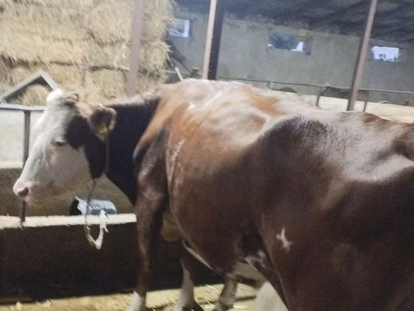 母牛, Simmental cattle — 吉尔吉斯斯坦