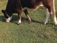 Kuh, Simmental cattle — Foto 3