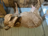 母山羊, Saanen goat — 照片 2