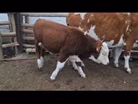 Bulle, Simmental cattle — Foto 2