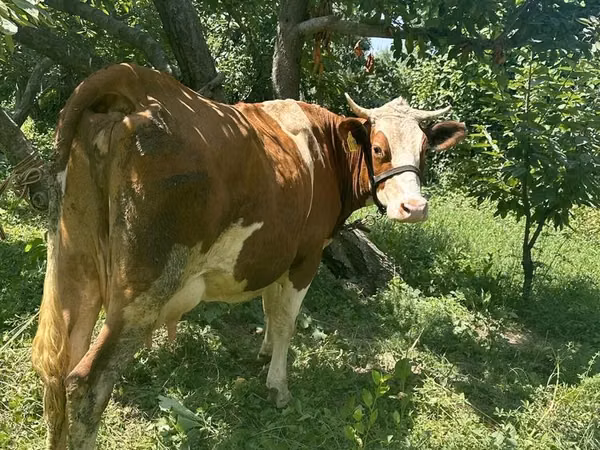 गाय, Simmental cattle — उज़्बेकिस्तान