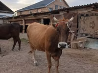 Cow, Cattle — photo 2