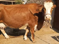 Cow, Simmental cattle — photo 1