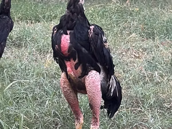 Chickens