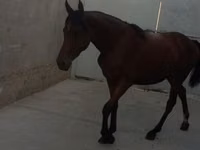 فرس, Anglo-Arabian — الصورة 5