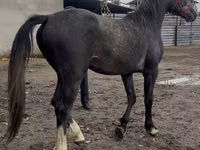 Hengst, Orlov Trotter — Foto 5