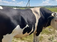 Bulle, Holstein-Rasse — Foto 3