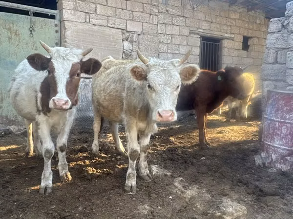 母牛, Simmental cattle