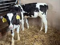 ІҚМ (топ, жынысы көрсетілмеген), Simmental cattle — 5-сурет
