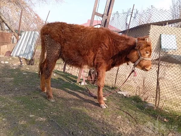 Rinder (Partie, Geschlecht nicht angegeben), Rinder — Usbekistan