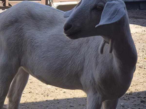 Ziege, Saanen goat — Kasachstan