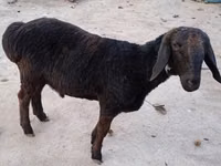 公羊, Sheep — 照片 2