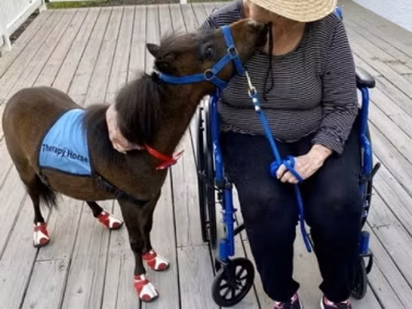 Айғыр, Miniature horse