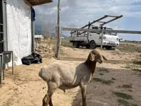 Cabro, Cabras — foto 2