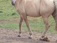 Hengst, Kazakh horse — Foto 2