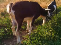تيس, الماعز — الصورة 3