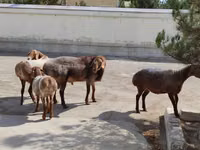 كبش, الأغنام — الصورة 1