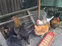 Chickens — Foto 4