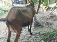 Ешкі, Alpine goat — 1-сурет