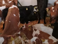 公牛, Limousin cow — 照片 6
