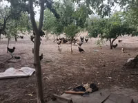 Chickens — photo 3