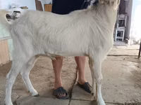 Ziegenbock, Nubian Goat — Foto 3