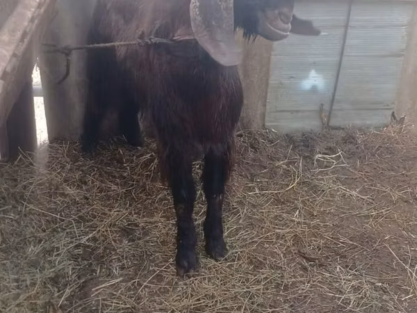 تيس, Damask goat
